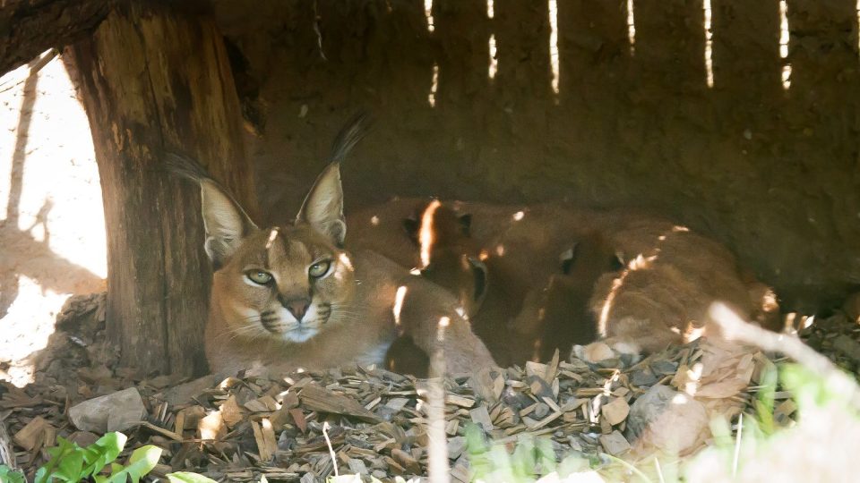 Dvorský safari park hlásí tři nová mláďata karakalů