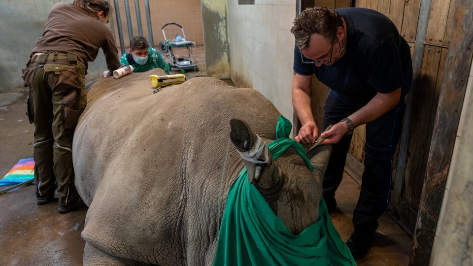 Expertům z IZW Berlín se při listopadovém odběru podařilo v německé ZOO Schwerin odebrat samicím jižního podruhu nosorožců 26 vajíček