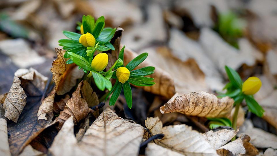 V zámeckém parku v Kostelci nad Orlicí začínají kvést bledule a další jarní květiny