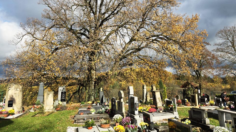 Přírodní dominantou byšického hřbitova je mohutný dub