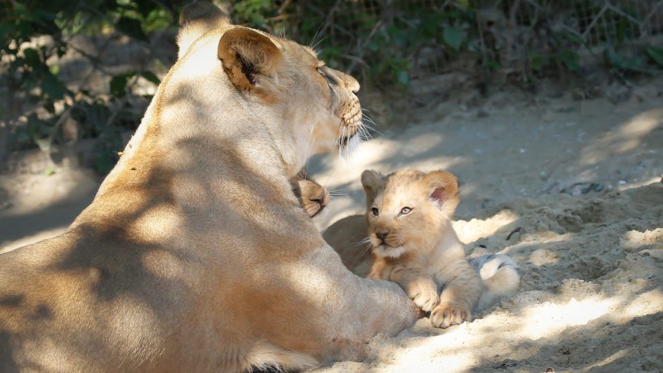 Lvíče Tumaini v Safari Parku Dvůr Králové nad Labem s matkou Khalilou