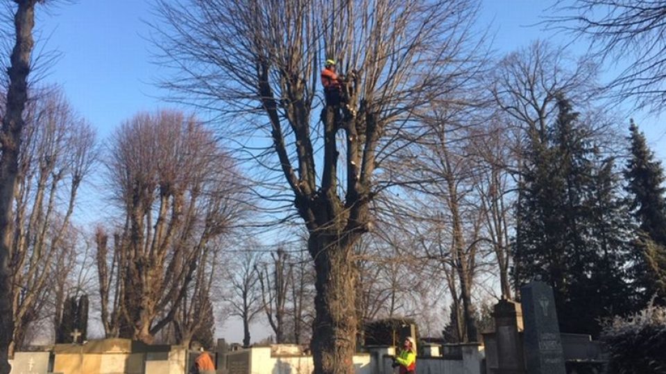 Na hradeckém hřbitově v Kuklenách se musí pokácet desítky starých stromů