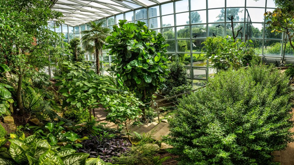 Farmaceutická fakulta Univerzity Karlovy - Zahrada léčivých rostlin