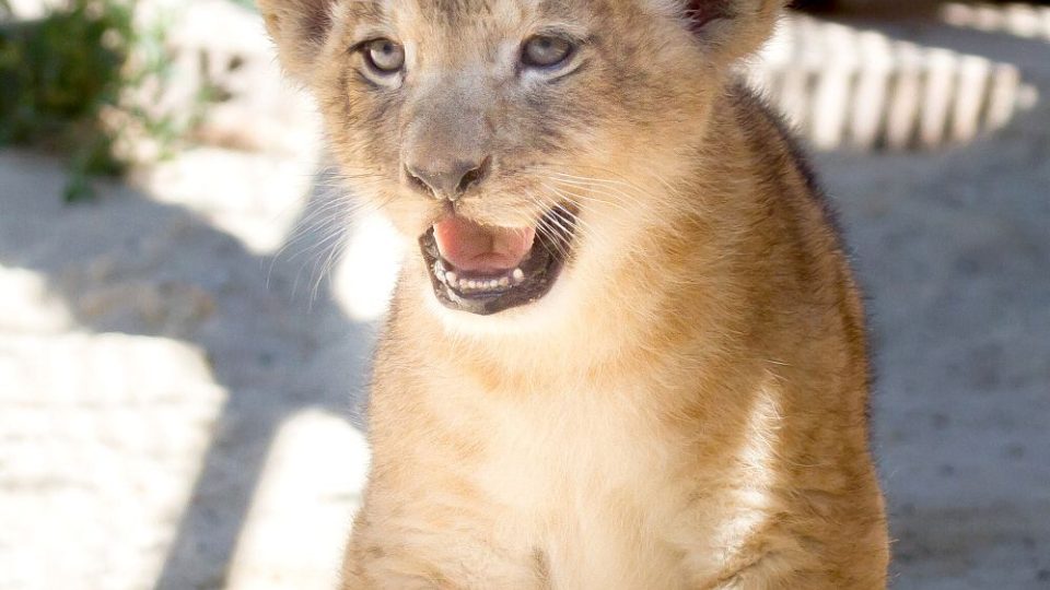 Dvě osmitýdenní koťata lvů berberských ve výběhu lvů ve dvorském safari parku