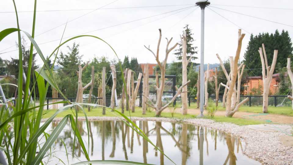Plameňáky hledejte je v Safari Parku Dvůr Králové v novém areálu poblíž správní vily