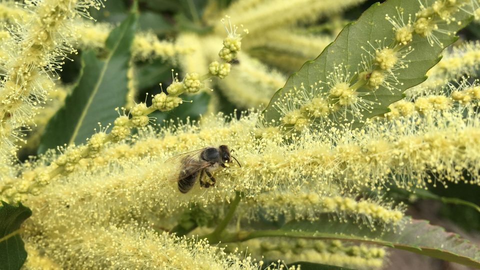 Kvetoucí Kaštanovník jedlý včely milují