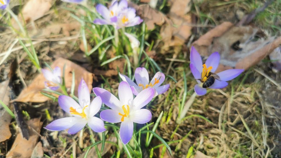 V zámeckém parku v Kostelci nad Orlicí začínají kvést bledule a další jarní květiny