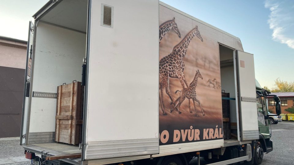 Tomáš Kapic nakládá lvice na cestu do Maďarska