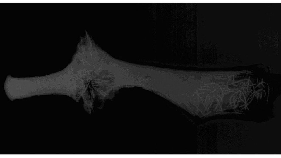 Pomocí rentgenových snímků archeologové zjistili také zdobení v oblasti tuleje, která je zatím skryta pod vrstvou koroze
