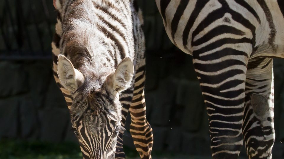 Malá klisna zebry bezhřívé se narodila 12. května, jde o jediné letos narozené hříbě této zebry v lidské péči