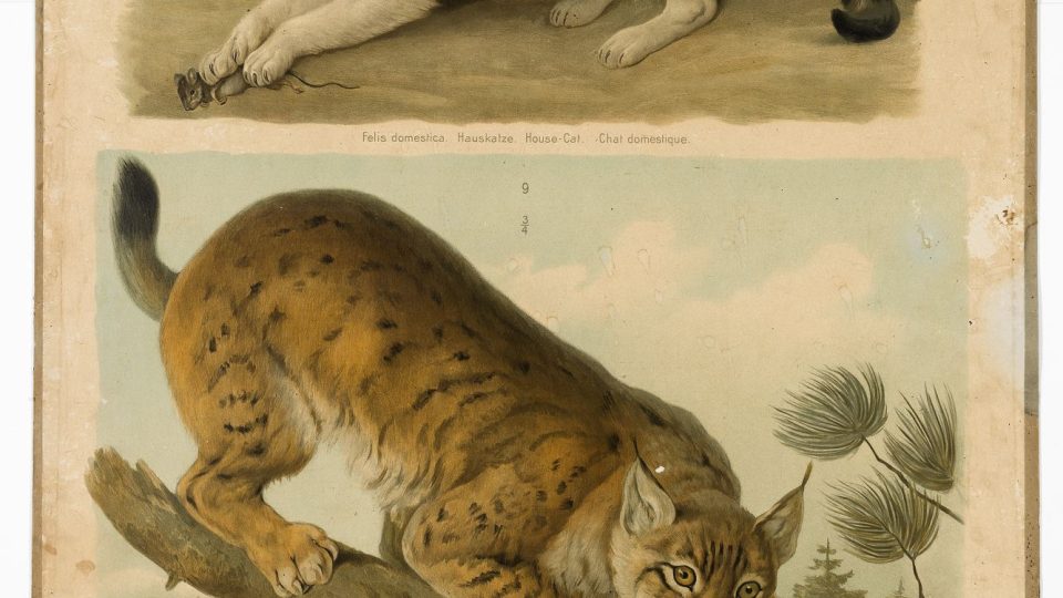 Alois Kreidl, Zoologie, tabule III. Kočka domácí, rys obecný