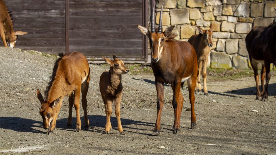 Antilopa vraná v Safari Parku Dvůr Králové