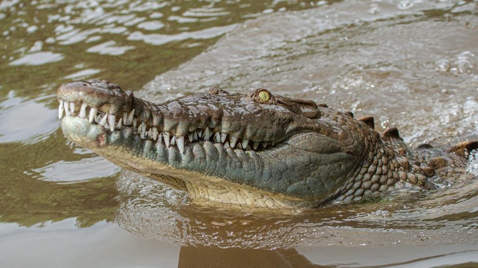 Usmívající se krokodýl americký - Kostarika