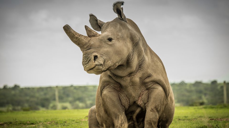 Fatu - samice nosorožce bílého severního