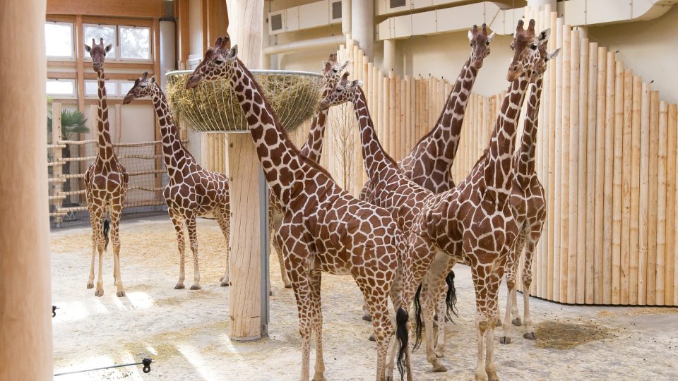 Zimní expozice žiraf v Safari Parku Dvůr Králové