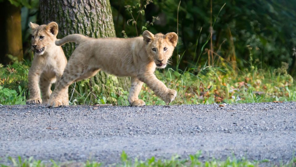 Lvíčata v Safari Parku Dvůr Králové