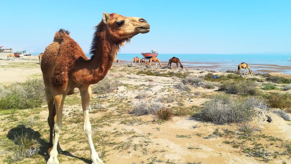 Neskutečným zážitkem bylo setkání se stádem velbloudů na ostrově Queshm v Perském zálivu v Íránu