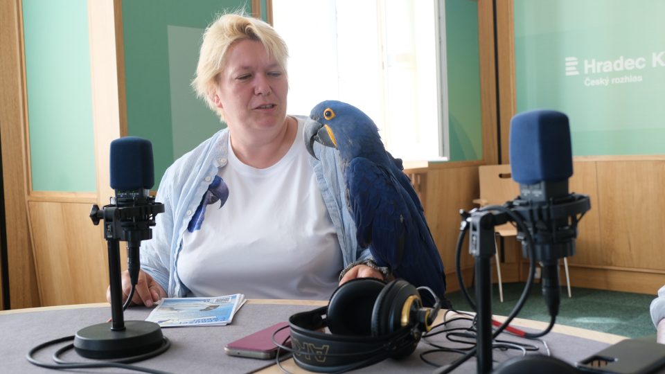 Záchranná stanice Sunny days z Králík u Nového Bydžova vzala pod svá křídla už přes 70 papoušků