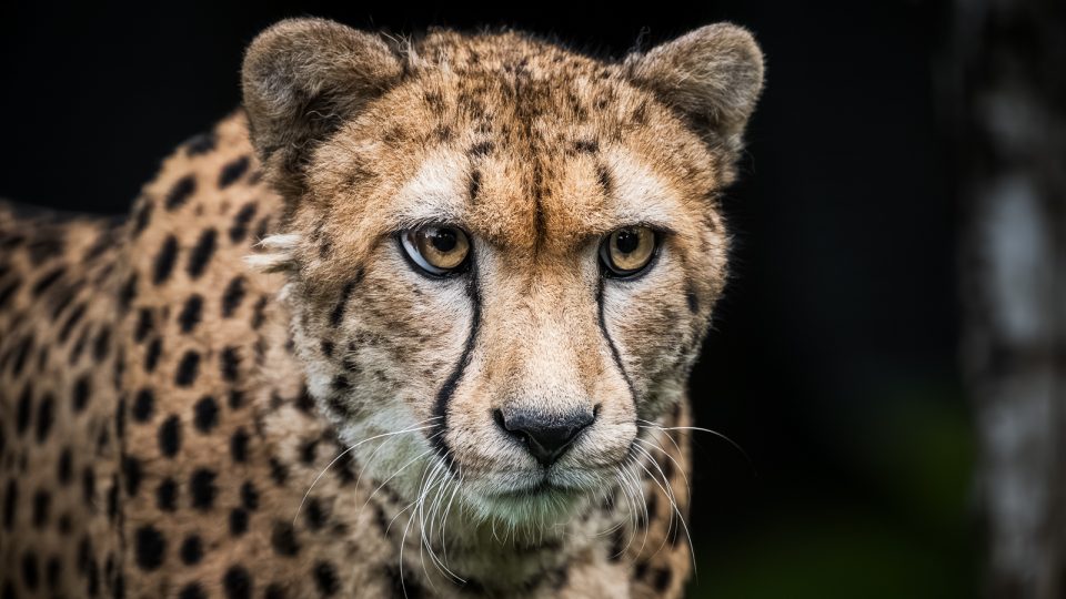 Gepard Demba jako posila v šelminci dvorského safari parku