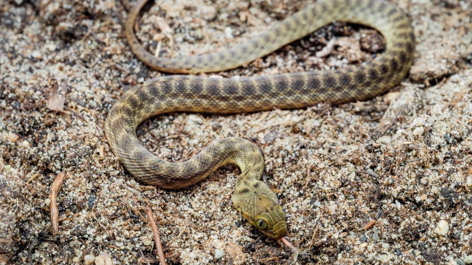 Had Madagascarophis meridionalis v Safari Parku Dvůr Králové