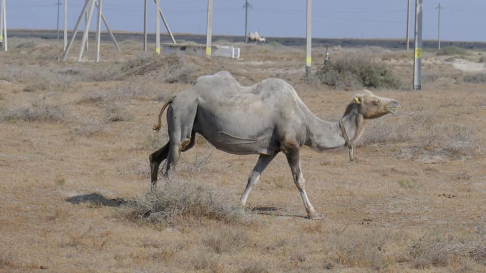 Kazachstán - volně žijící velbloud
