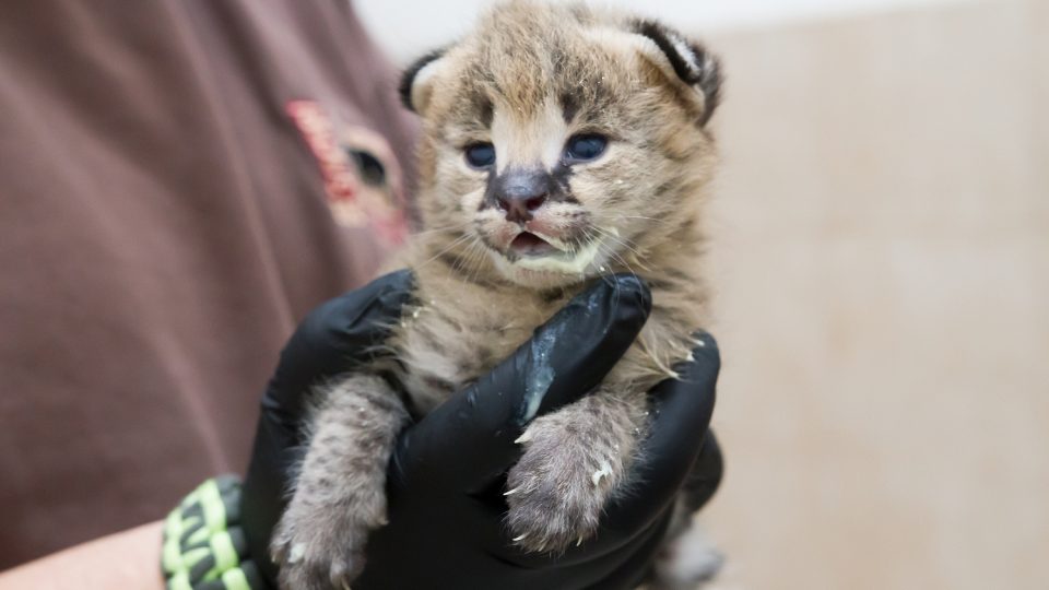 Koťata servalů narozená 1. května v Safari Parku Dvůr Králové