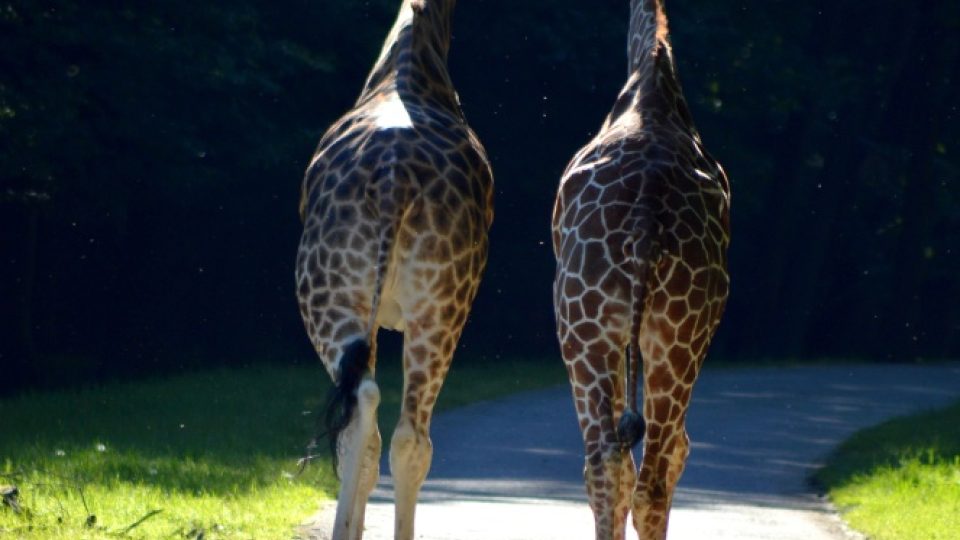Žirafy na safari