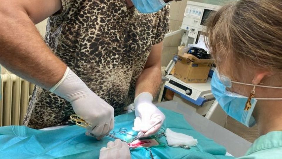 Lvíče Tumaini v Safari Parku Dvůr Králové nad Labem se podrobilo operaci kýly