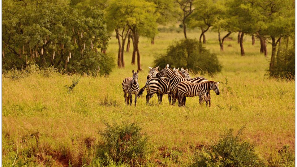 Česká expedice našla v Ugandě zebru bezhřívou