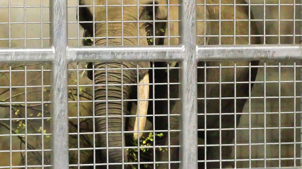 Příjezd slonice Drumbo do Safari Parku Dvůr Králové