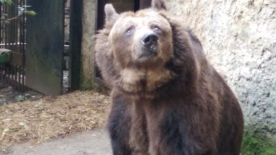 Medvědi Dáša a Ludvík na náchodském zámku oslavili 30. narozeniny