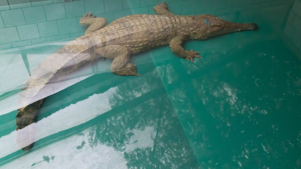 V zázemí pavilonu Vodní světy přivyká na nové podmínky mimořádně vzácný krokodýl štítnatý