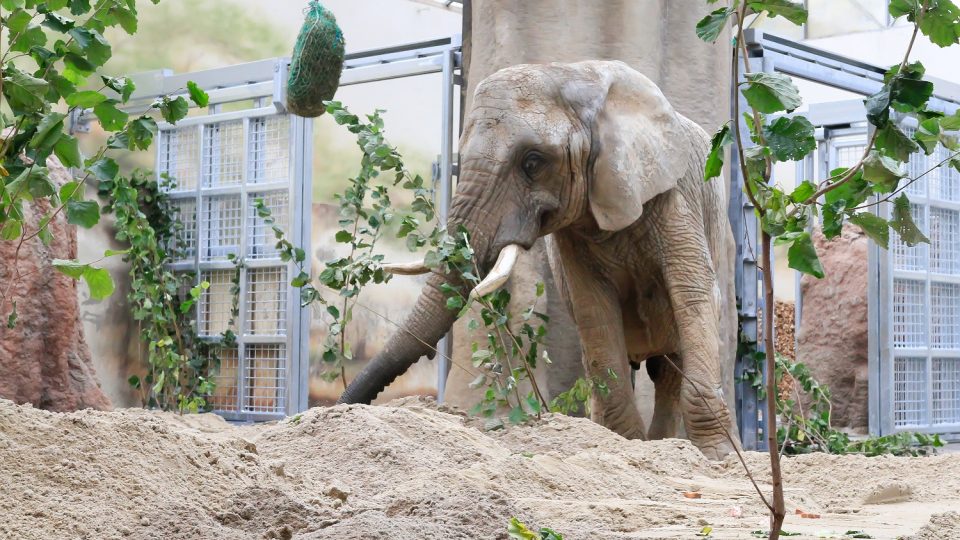 Slonice Sally a Umbu získaly novou parťačku a také nově zrekonstruovaný domov. Ten jim nabídne větší komfort než dosud. Vnitřní pavilon slonů prošel rozsáhlými úpravami