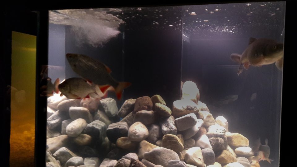 Akvárium Landek představuje ryby z místních řek – Odry, Opavy, Ostravice a jejich přítoků