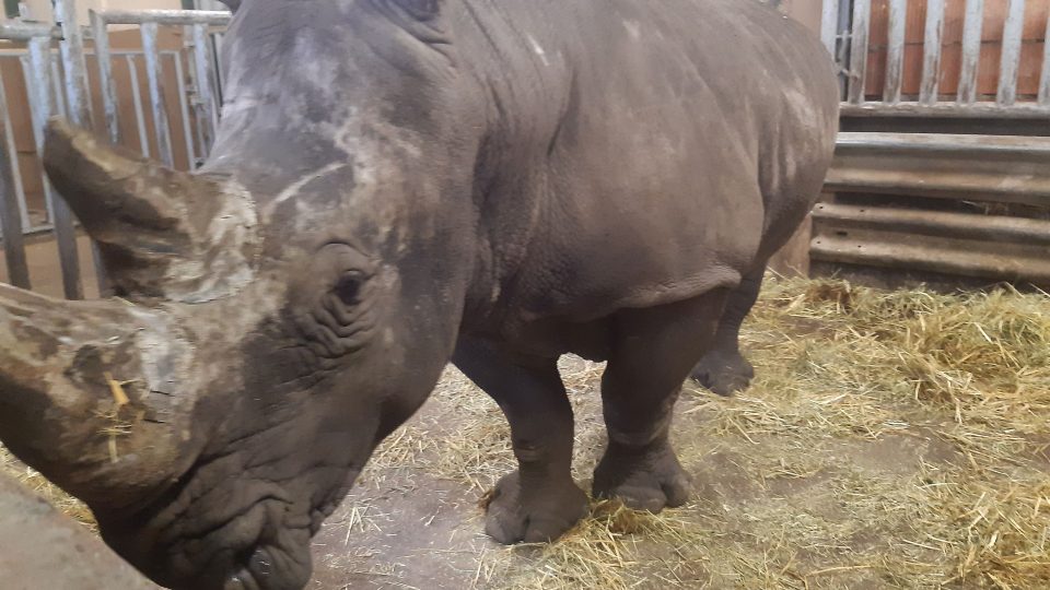Nový nosorožec Kusini přicestoval do Safari Parku Dvůr Králové