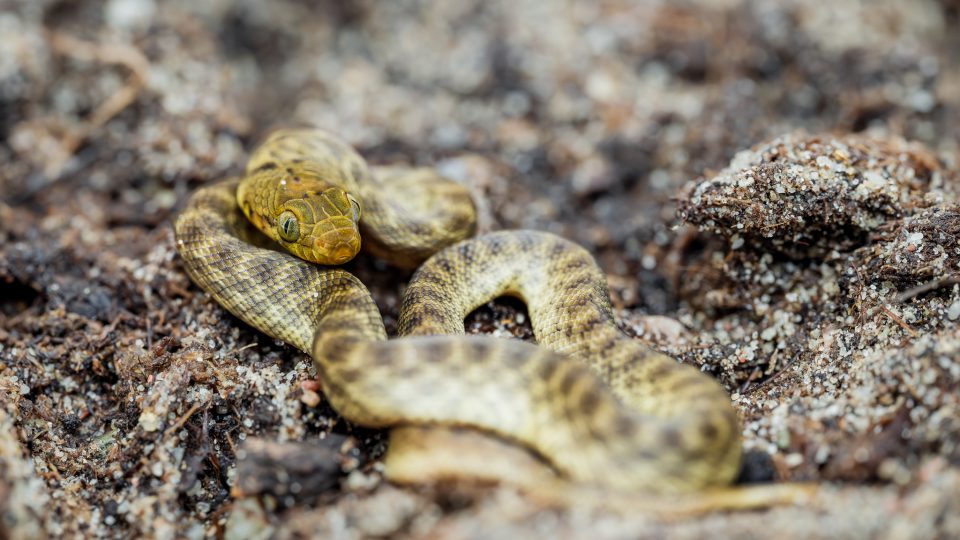 Had Madagascarophis meridionalis v Safari Parku Dvůr Králové