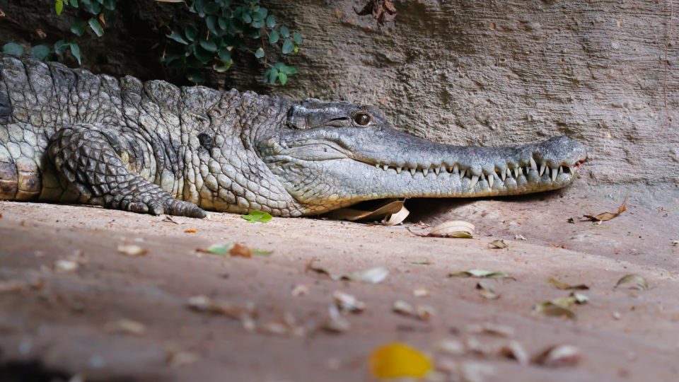Stěhování krokodýla štítnatého v Safari Parku Dvůr Králové