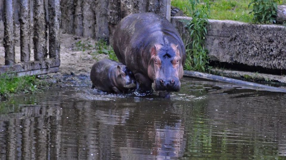 Hroši i s mládětem jsou už k vidění v letním výběhu Safari Parku Dvůr Králové