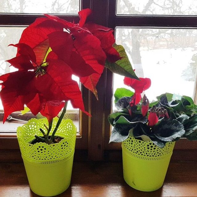 Staročeské Vánoce | foto: Dagmar Ruščáková,  Český rozhlas