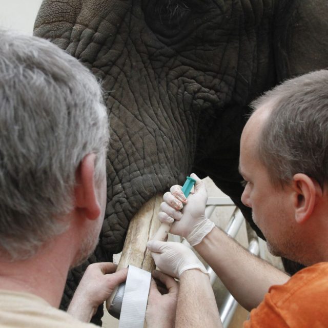 Ošetření slonice Saly | foto: Simona Jiřičková
