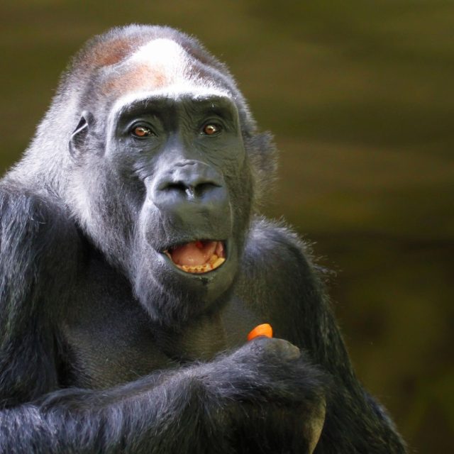 Gorilí samec Tadao | foto: Simona Jiřičková