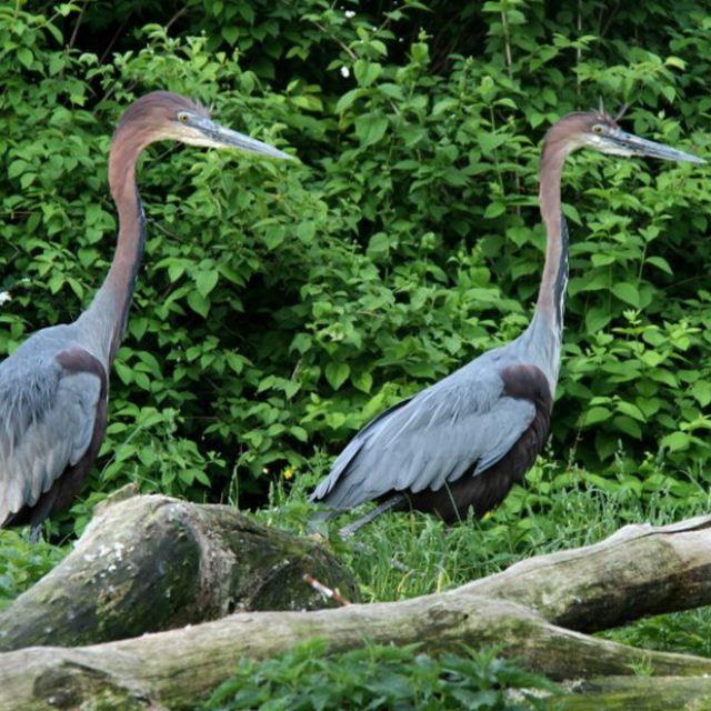 Volavka obrovská | foto: Tereza  Vernerová