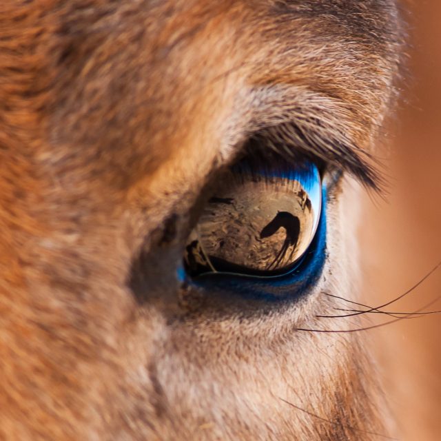 Mongolsko  (2011) | foto: Petr Jan Juračka