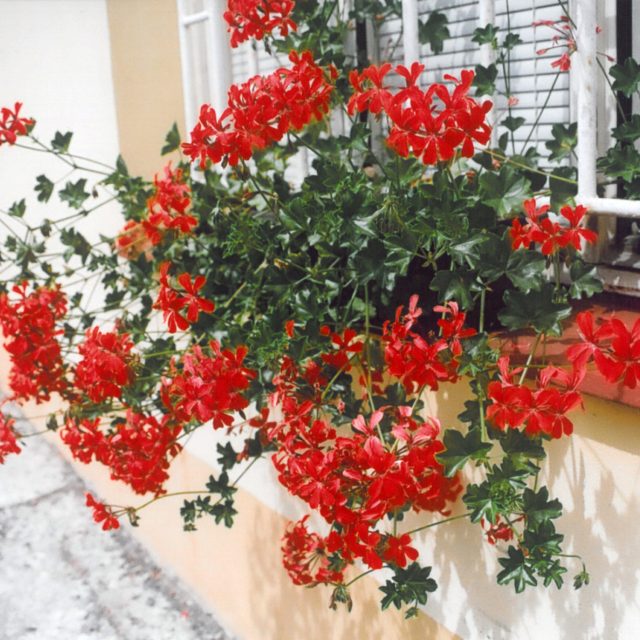 Muškát převislý  (pelargonium peltatum) | foto: Stanislav Peleška