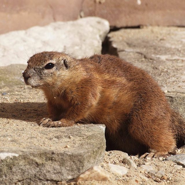 Veverka kapská v nově upraveném výběhu | foto: Jana Myslivečková,  Český rozhlas