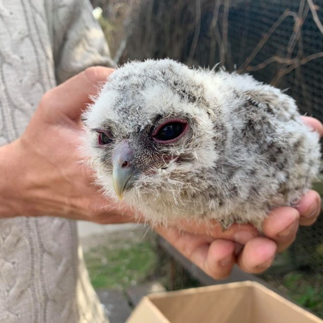 Na záchrannou stanici pro handicapovaná zvířata v Jaroměři volá na jaře víc lidí než v jiném období | foto: Jana Házová,  Český rozhlas