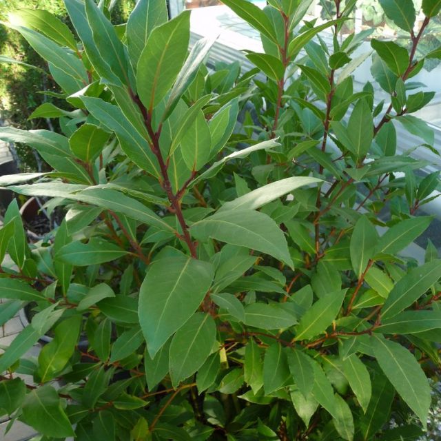 Vavřín ušlechtilý  (Laurus nobilis) | foto: Jolana Nováková,  Český rozhlas