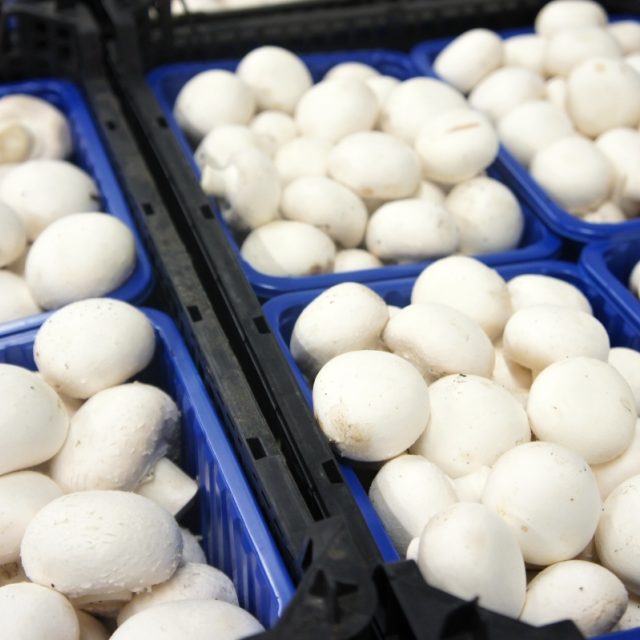 Žampiony v přepravkách | foto: Patrik Rozehnal,  Český rozhlas