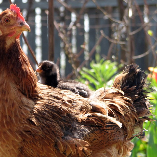 slepice | foto: Fotobanka stock.xchng