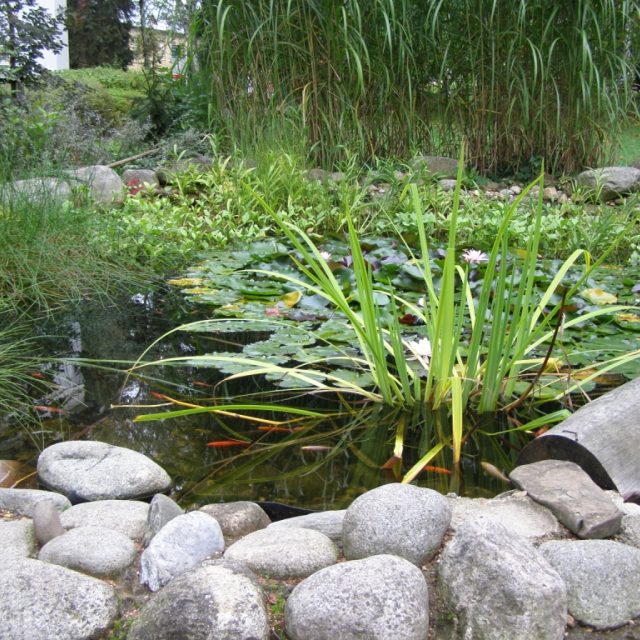 Jezírko | foto: Jana Zavřelová